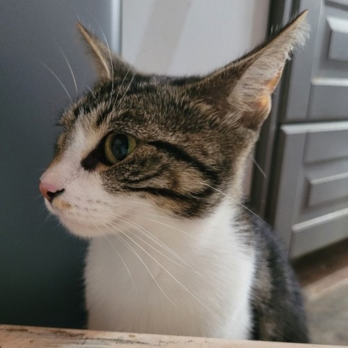 Loki - Reduced Adoption Fee