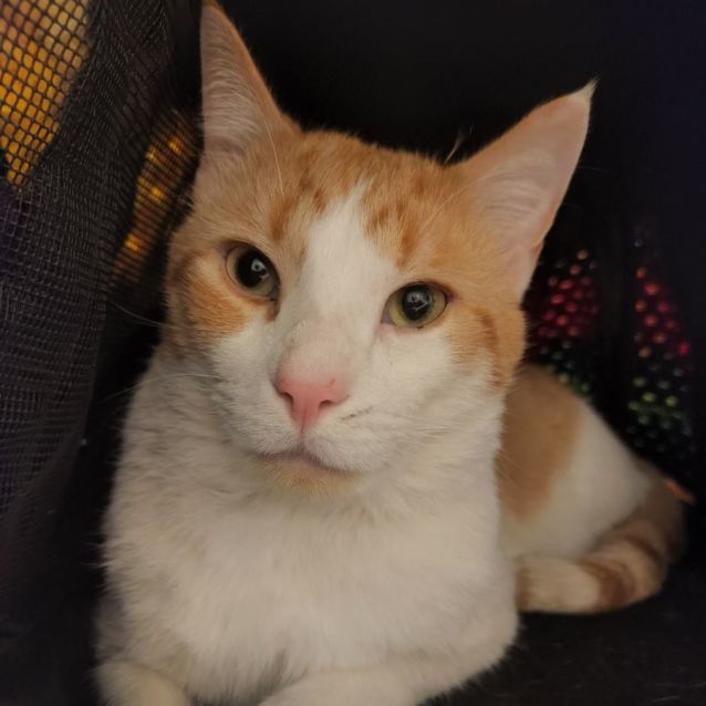 Photo of Admiral Meow Meow