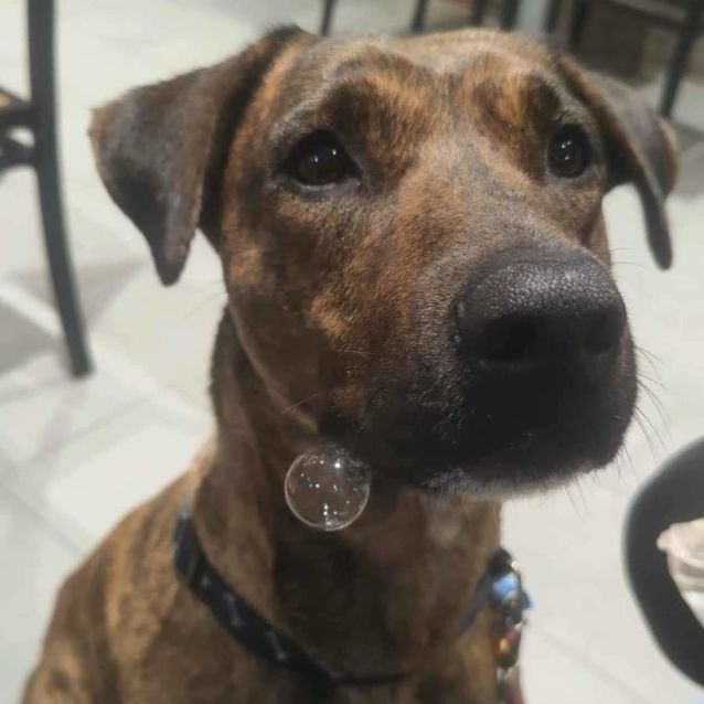 Photo of Sweet Bursaria