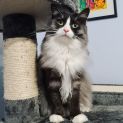 Photo of Rosie & Storm (Located In Wantirna South)