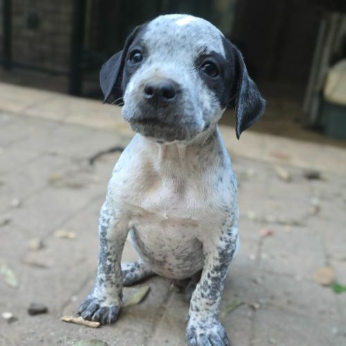 All paws adoption dogs discount