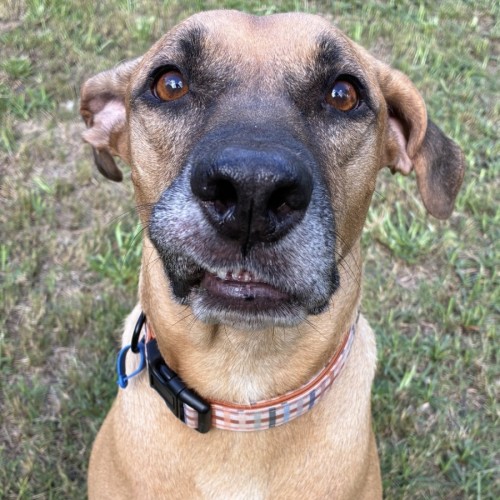 Marley - Bull Arab Dog