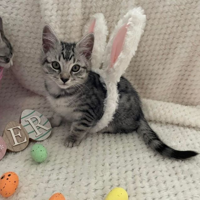 Photo of Skywalker (Located In Edithvale)