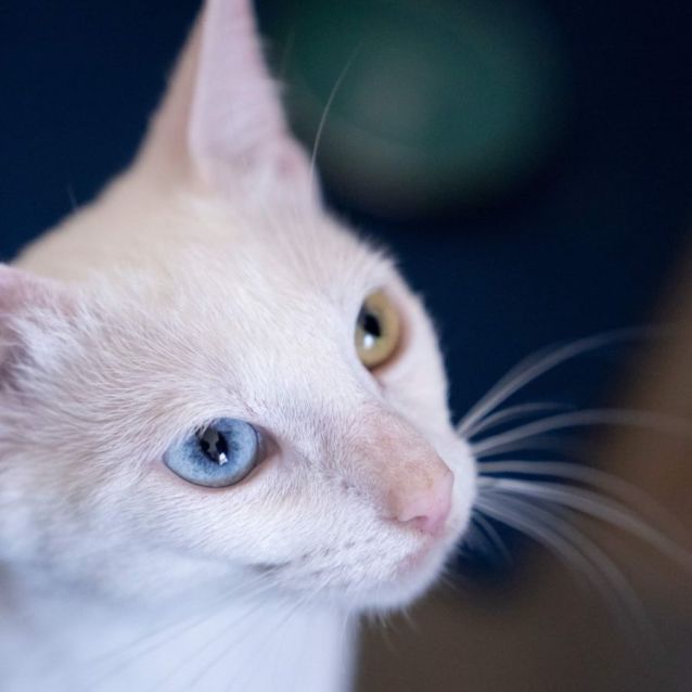 Photo of 👑 Duchess 👑