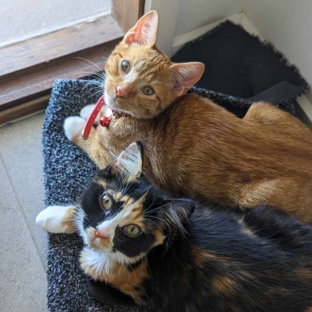 Photo of Mango & Maisie