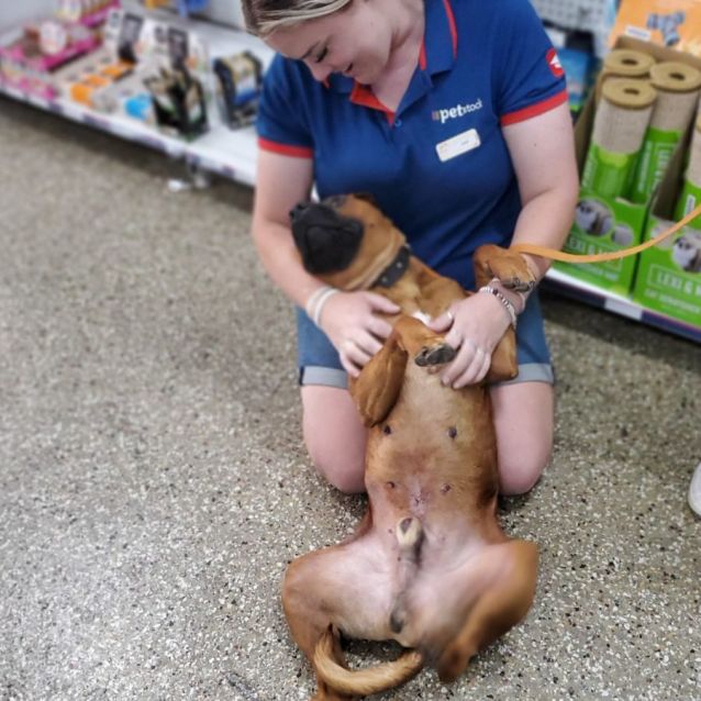 Photo of Brady    Foster Home Needed