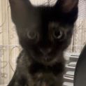 Photo of Zara