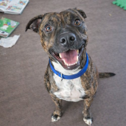 No photo for Lil Guy