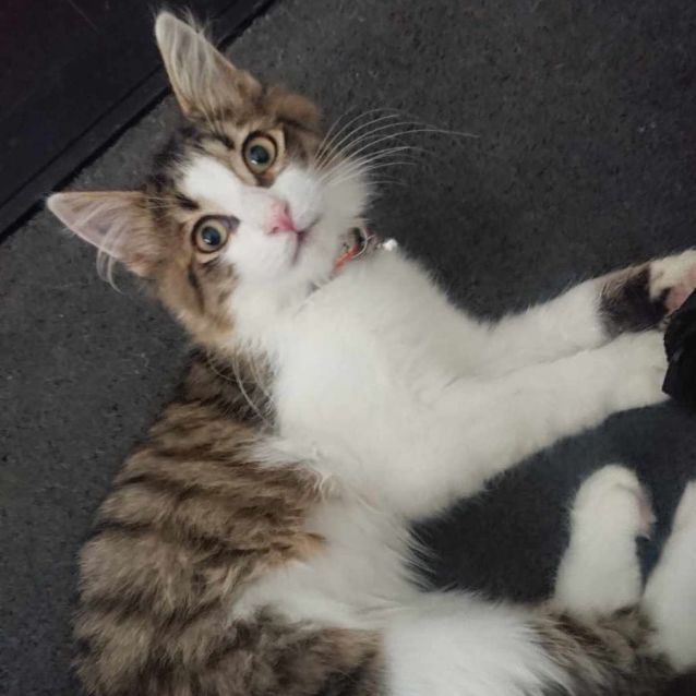 Photo of Pipi ** 2nd Chance Cat Rescue**