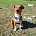 Photo of Ollie
