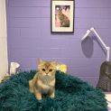Photo of Diana 
