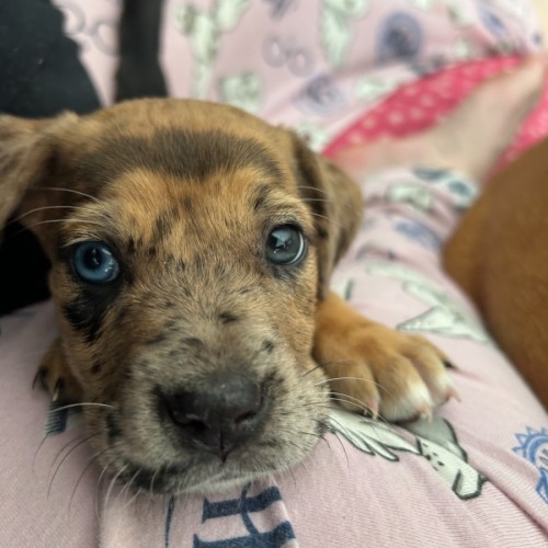 ⚡ Potter's Pals Litter ⚡ 