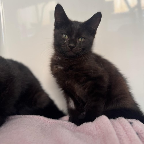 Bat Bat - In foster care in Ashburton