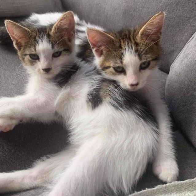 Photo of Zelda And Link