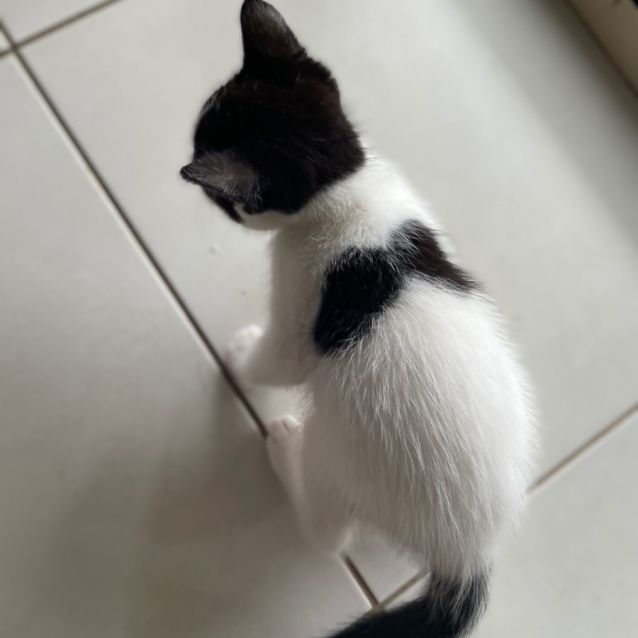 Photo of Bean  Seven Week Old  (On Trial 25/12/2021)