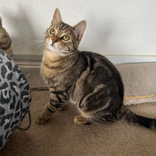 Photo of Peaches