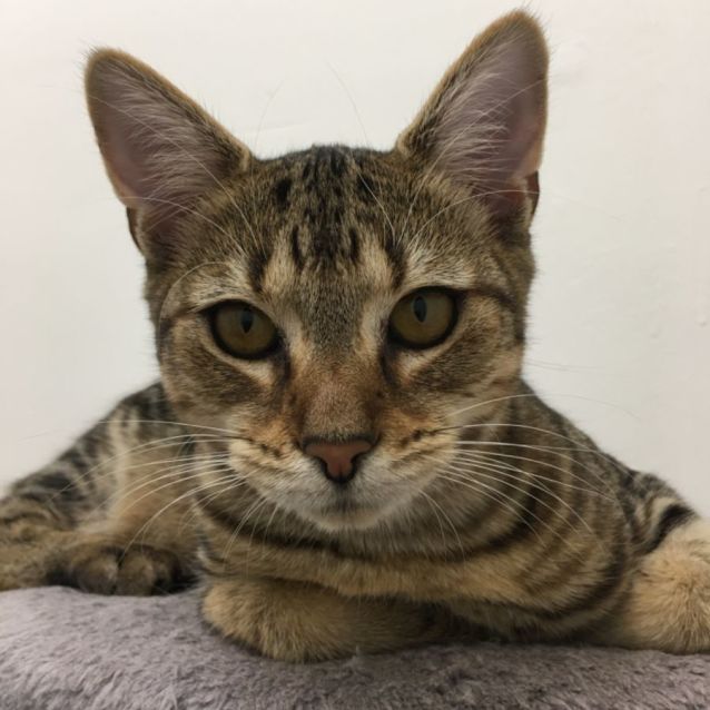 Photo of Yindi ☀️ Meet Me @ Petstock Chelsea