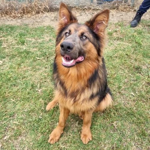 German shepherd pet rescue top