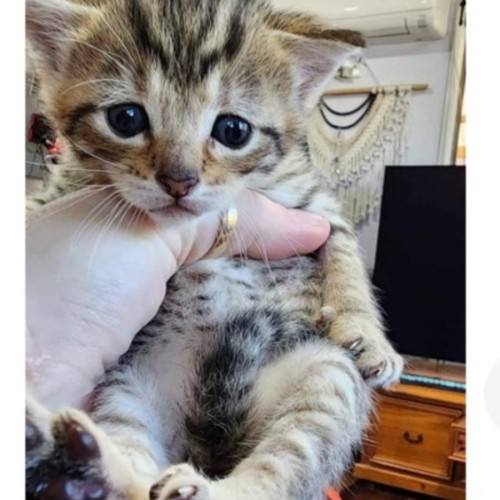 No photo for Pumpkin