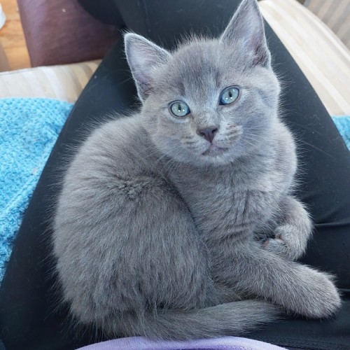 Sammy