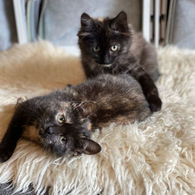 Photo of Heavenly Hazel 