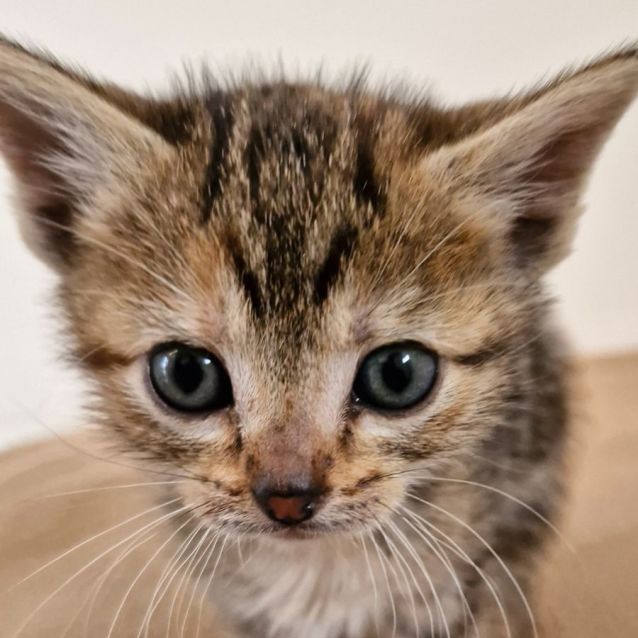 Photo of C1321 Dixie