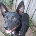 Photo of Harley