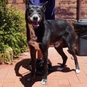 Photo of Vader