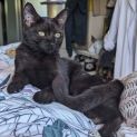 Photo of Raven