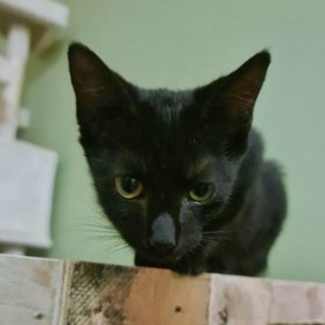 Photo of Slinky Malinky