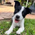Photo of Bessie