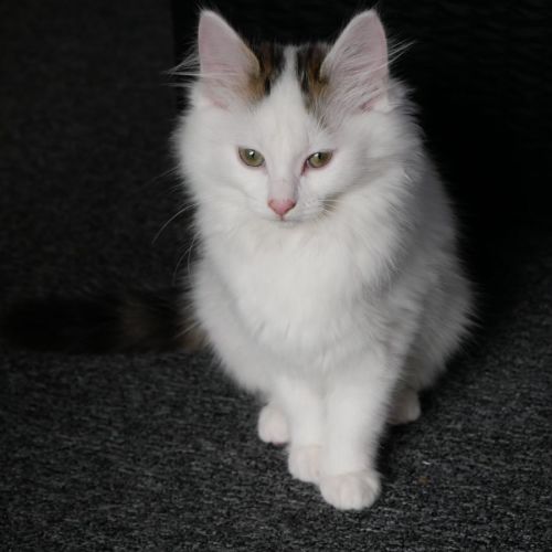 Freia