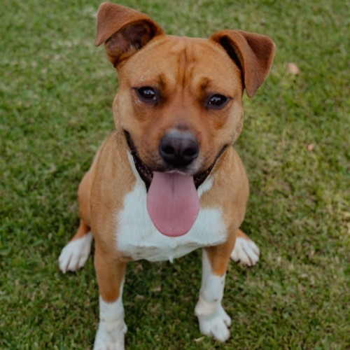 Brutus *$350 Adoption Fee* 