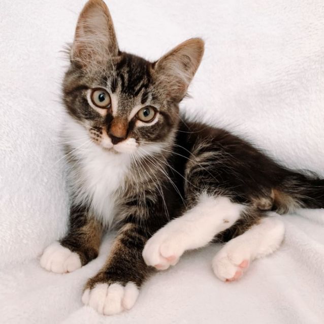 Nutmeg male domestic long hair cat in qld petrescue