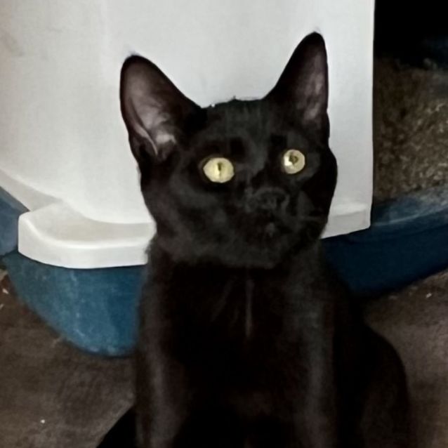 Photo of Simon