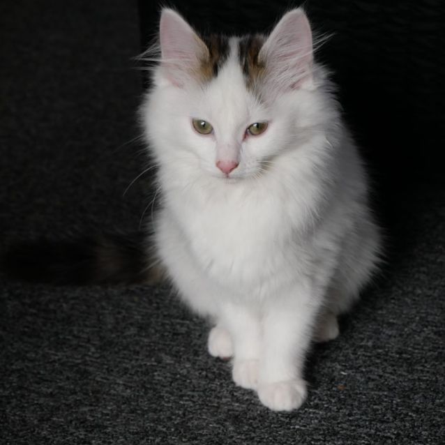 Photo of Freia