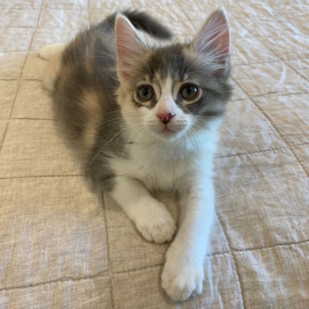 Photo of Hopper