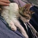Photo of Lilly