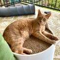 Photo of Cheeto