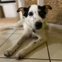 Photo of Daisy