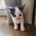 Photo of Nibbles