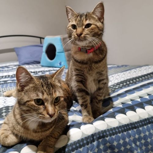 Lola & Luna