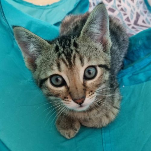 Neon