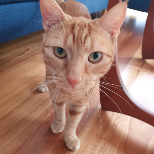 Thomas *9 Lives Project Rescue*