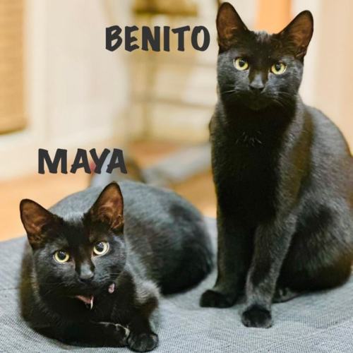 Benito & Maya