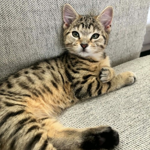 Lily - In foster care in richmond