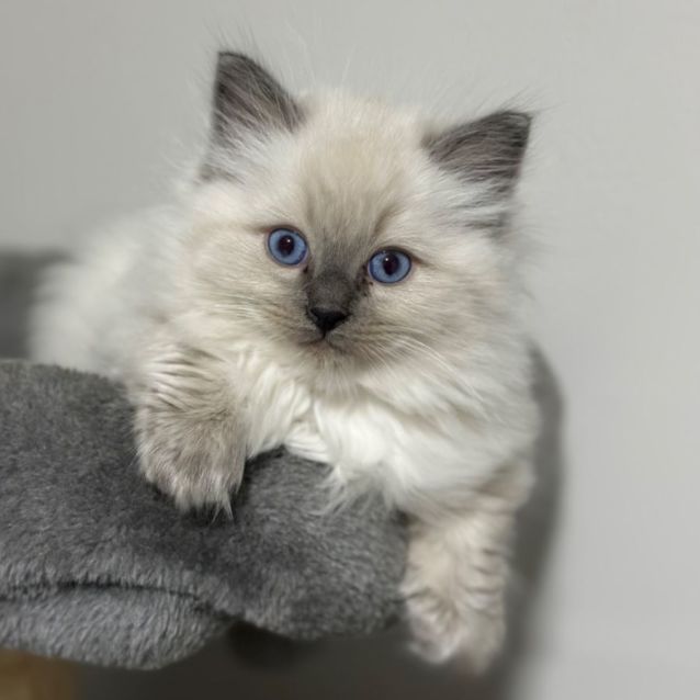 Photo of Bella 😻❤️