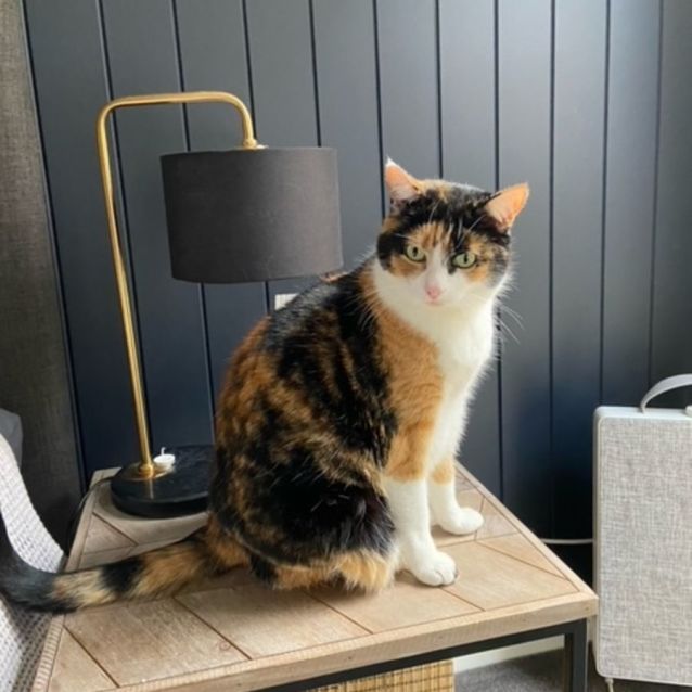 Photo of Luna