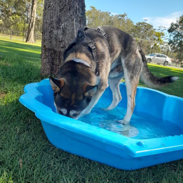 Photo of Duke