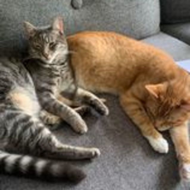 Photo of Keanu   Located In Armadale